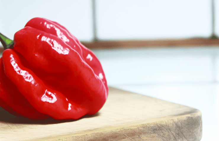 Red savina habanero chili