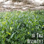 Bio Gyokuro Tokiwa - Handgeernteter Grüner Tee, 100g