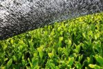 BIO Matcha Pulver 200g - 100% natürlich