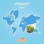 Bio Matcha-Tee-Pulver - Zeremonie-Qualität aus Japan