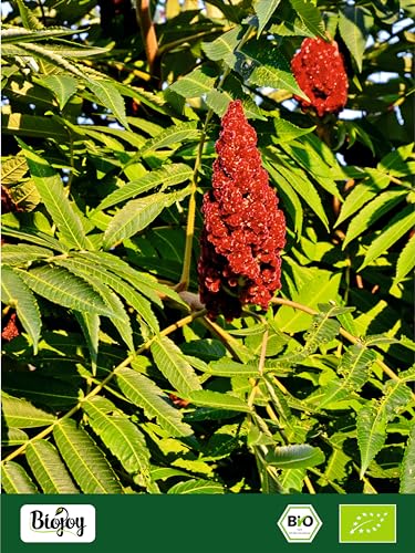 Biojoy BIO-Sumach Gewürz, türkisch, 250 gr