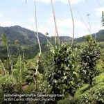 Ceylon Zimt BIO, 100% echtes, 250g - Pfefferdieb