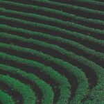 Harendong Oolong-Tee aus Indonesien, röstig & süß (100g)