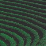 Milky Oolong Grüntee - Direkt aus Taiwan (100g)