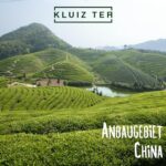 Milky Oolong Tee - 100g Premium von KLUIZ TEA