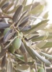 Ölich Olivenblätter Tee - 200G Neue Ernte