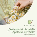 Weltecke Bio-Grün-Tee 300g | Frisch, Veganer Detox