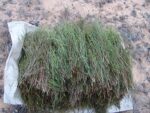 BIO Grüner Rooibos Tee 200g - unfermentiert