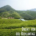 Bio Weißer Tee Pai Mu Tan 100g KLUIZ TEA