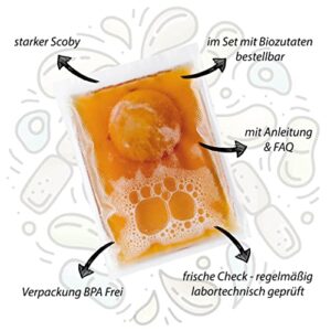 HeldenPilz® Bio Kombucha Scoby + Ansatzflüssigkeit