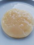 Jun Pilz, Scoby, Teepilz