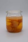 Jun Pilz, Scoby, Teepilz