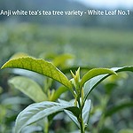 TOPONE AnJi Baicha Weißtee Bio-Grüntee - 60g