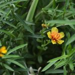 Alpi Nature BIO Estragon getrocknet 250g, rein und naturbelassen