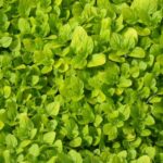 Alpi Nature BIO Majoran gerebelt, 250g, vegan, naturrein