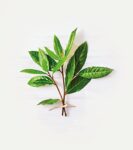 Bio Sternanis von Lebensbaum, ganz