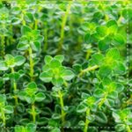 Bio Thymian Kraut geschnitten 100g - Biotiva