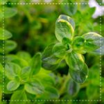 Bio Thymian Kraut geschnitten 100g - Biotiva