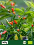 Biojoy BIO-Birds Eye Chili, 150g, extrem scharf