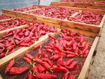 Boomers Gourmet Espelette Chilipulver 50g