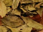 Bremer BIO Curryblätter grob, 10 x 20g