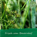 Eat Well Koriander Samen - 500g, Kochen, Backen