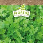 FLORTUS BIO Koriander Kräutersamen für Garten