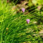 Alpi Nature Getrockneter Schnittlauch natürlich 25g