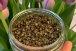 Grüner Szechuanpfeffer 50g - Premium Qualität