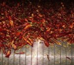 Hamar Gabriella Paprikaörlö Original ungarische Szeged Paprika 100g