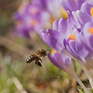 Hymor Afghanischer Safran 10g Premium Qualität