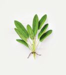 Lebensbaum Bio-Gewürz Salbei, geschnitten 12.5g