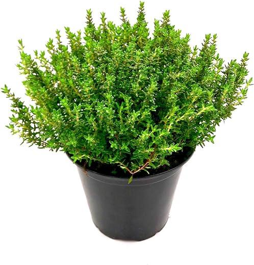 Italienischer XXL Thymian im 14cm Topf