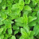 Alpi Nature Oregano gemahlen (250g), 100% natürlich