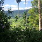 Pfefferdieb BIO Gewürznelken ganz, Sri Lanka, 250g