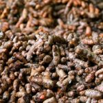 Pfefferdieb BIO Kurkuma 250g - 5,5% Curcumin