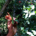 Pfefferdieb® Muskatnuss BIO, handverlesen, 10 Stück