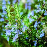 Bembo Qualità d'Autore Sizilianischer Salbei 50g – Sonnengetrocknet in Italien