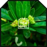 Sternanis Ganz 200g - Lose Gewürz