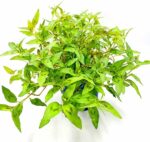 Vietnam Koriander, POLYGONUM ODORATUM, 4stk