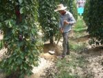 Vinativo Premium Bunter Pfeffer 500g für Mühle