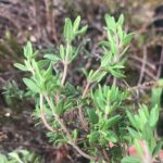 vinativo Thymian BIO 200g gerebelt
